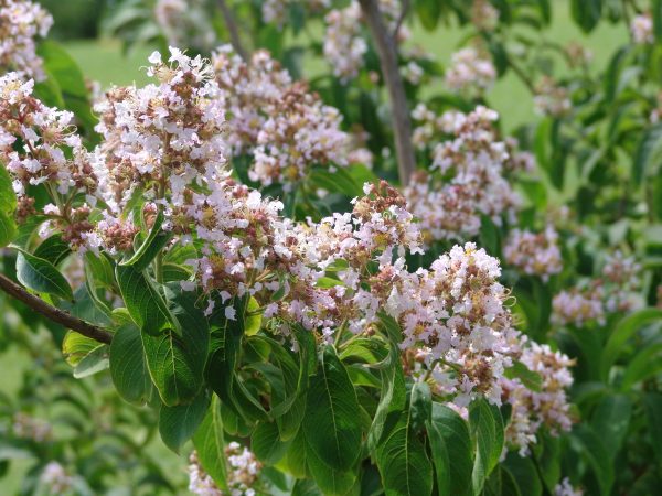 Lagerstroemia Chekiangensis