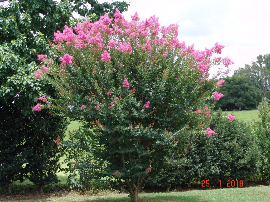 Lagerstroemia Tuscarora
