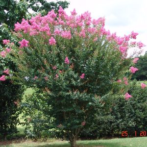 Lagerstroemia Tuscarora