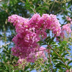 Lagerstroemia Lipan
