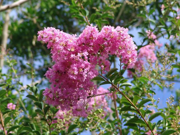 Lagerstroemia Lipan