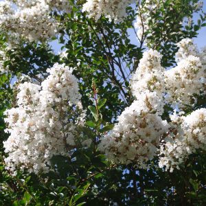 Lagerstroemia Natchez
