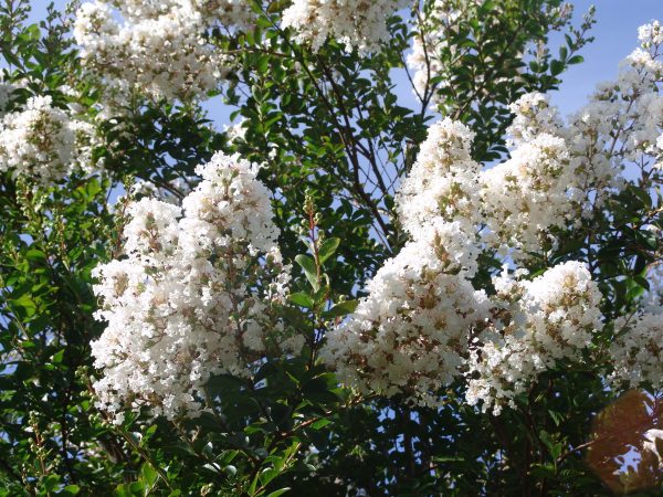 Lagerstroemia Natchez