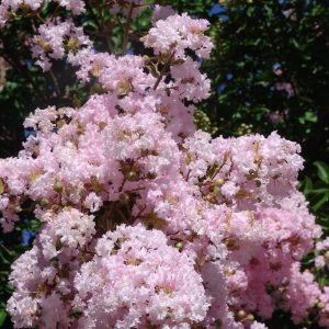 Lagerstroemia Pecos