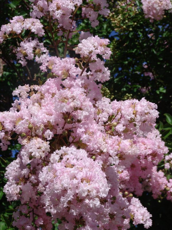 Lagerstroemia Pecos