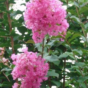 Lagerstroemia Potomac