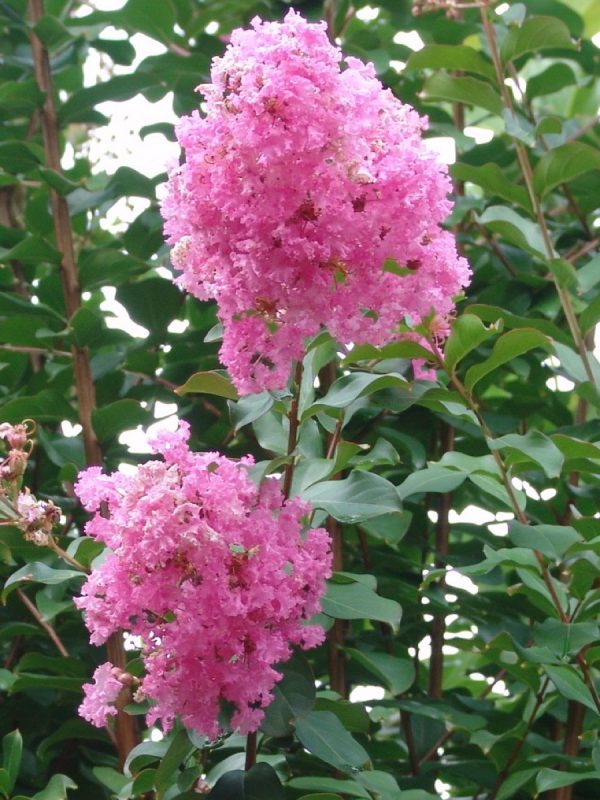 Lagerstroemia Potomac