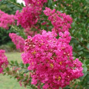 Lagerstroemia Scarlet Glory