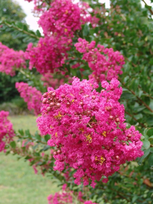Lagerstroemia Scarlet Glory