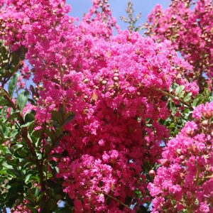 Lagerstroemia Scarlet Retreat