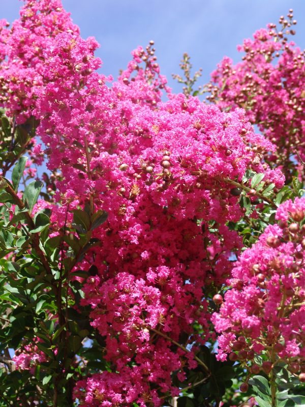 Lagerstroemia Scarlet Retreat