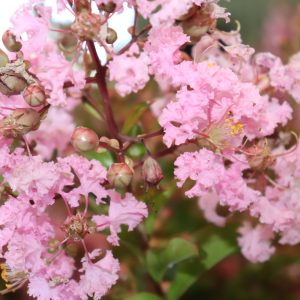 Lagerstroemia Sioux