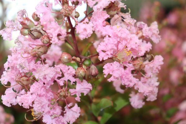Lagerstroemia Soir d'ete