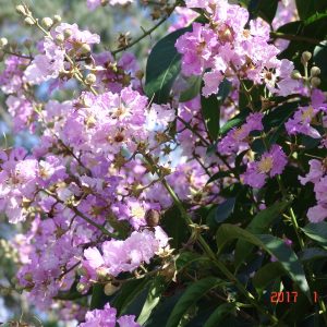Lagerstroemia Speciosa