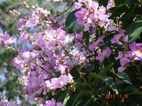 Lagerstroemia Speciosa