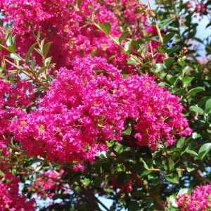 Lagerstroemia Tonto