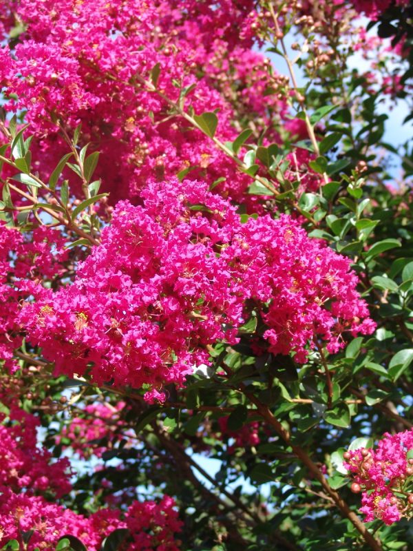 Lagerstroemia Tonto