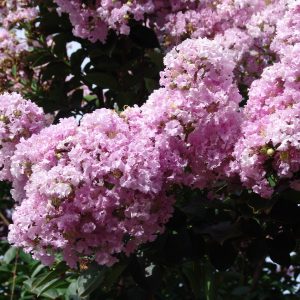 Lagerstroemia yuma