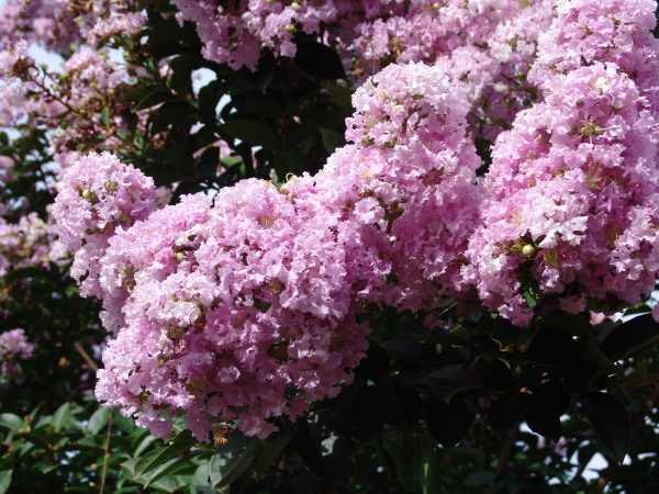 Lagerstroemia yuma