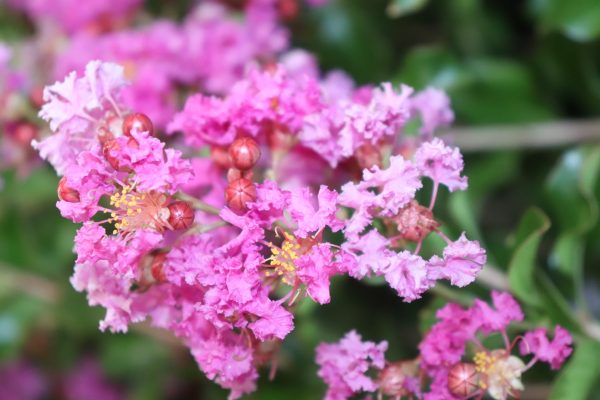 Lagerstroemia Zuni