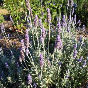 Lavender and Rosemary