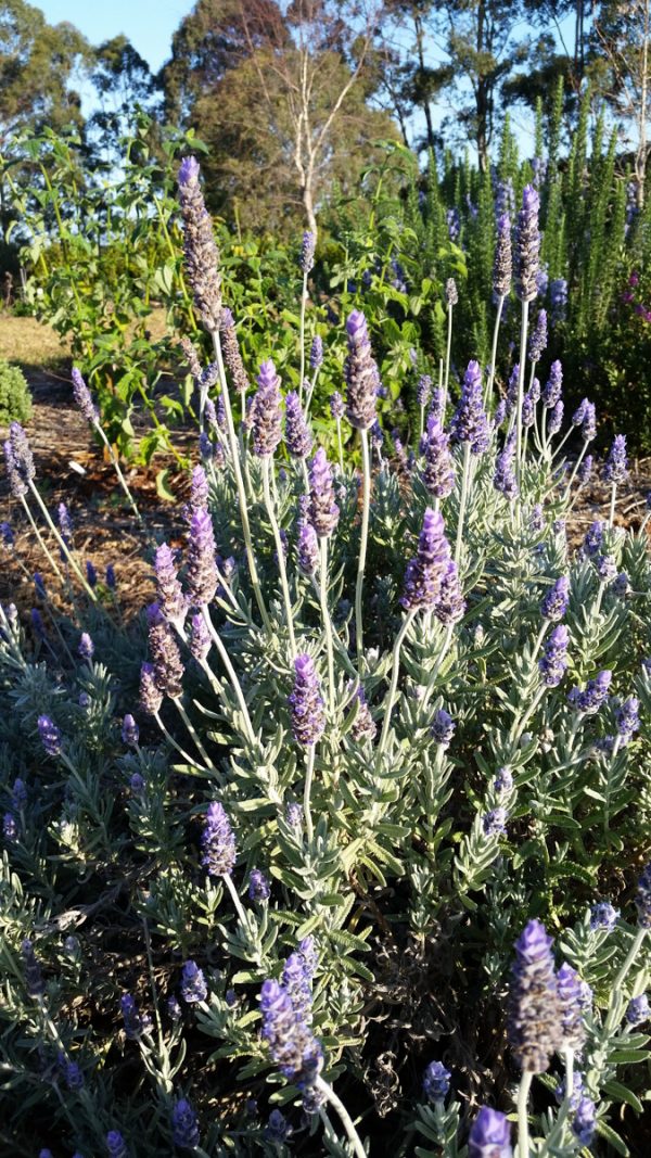 Lavender Dentata
