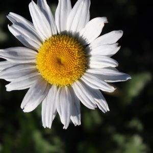 Leucanthemum Shasta Daisy