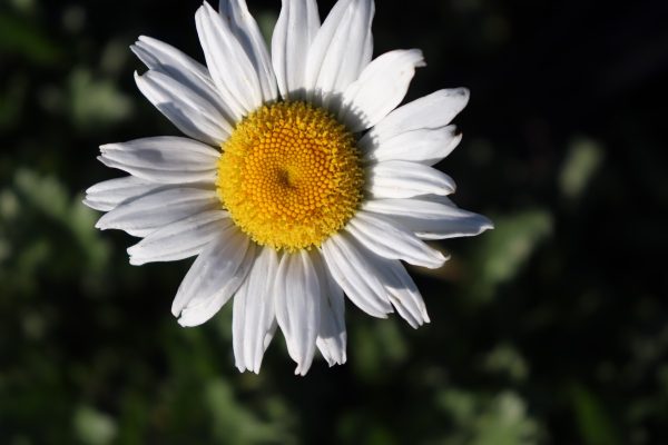Leucanthemum Shasta Daisy