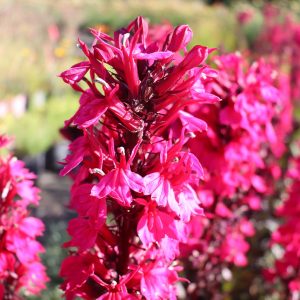 Lobelia Starship Deep Rose