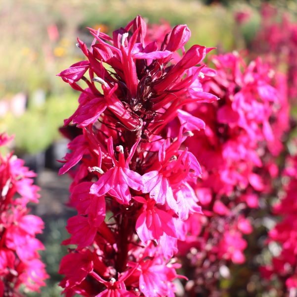 Lobelia Starship Deep Rose