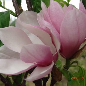 Magnolia Alexandrina