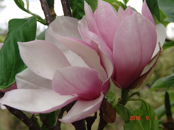 Magnolia Alexandrina