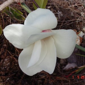 Magnolia Dolly Horn