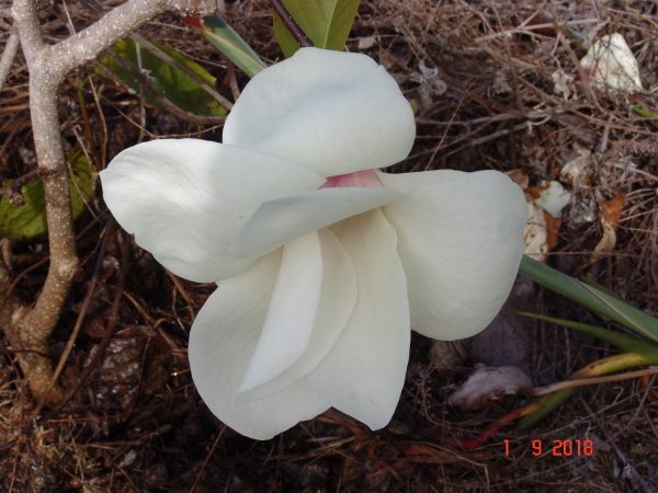 Magnolia Dolly Horn