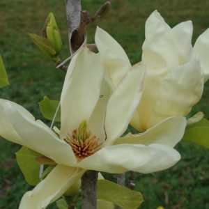 Magnolia Elizabeth