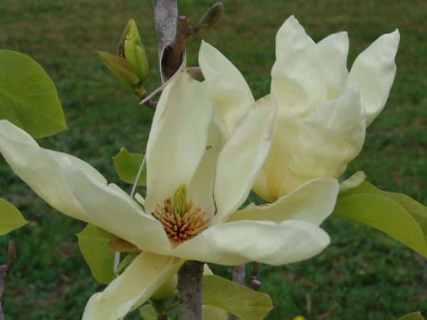 Magnolia Elizabeth