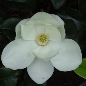 Magnolia Emory