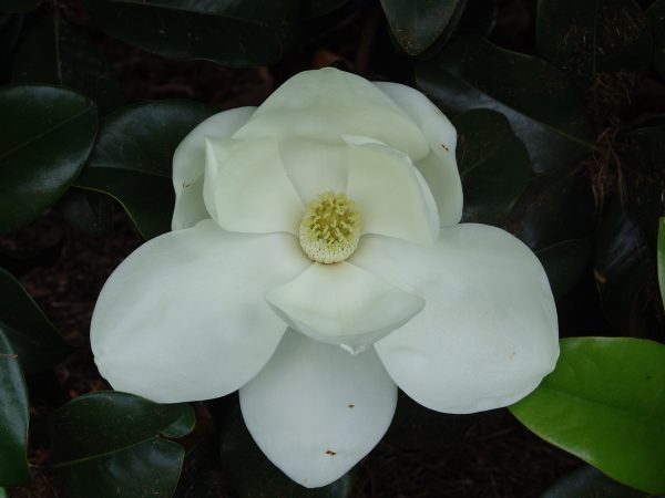 Magnolia Emory