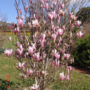 Magnolia Full Eclipse