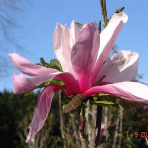 Magnolia Galaxy