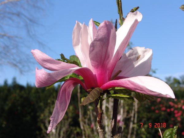 Magnolia Galaxy