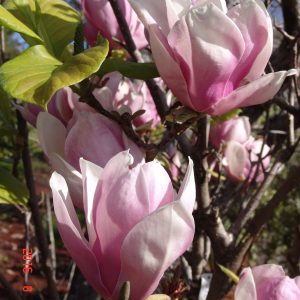 Magnolia Heaven Scent
