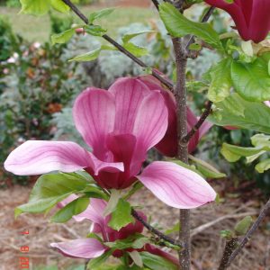 Magnolia Holland Red