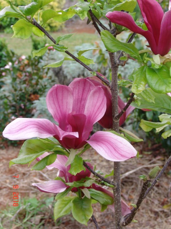 Magnolia Holland Red