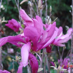 Magnolia Jane