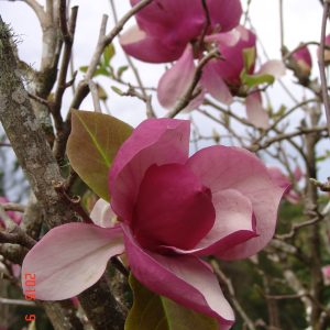 Magnolia Lennei Pink
