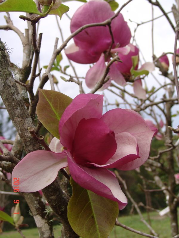 Magnolia Lennei Pink