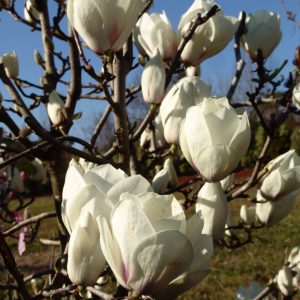 Magnolia Lennei Alba