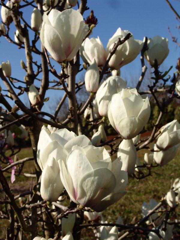 Magnolia Lennei Alba