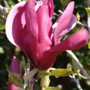 Magnolia Liliiflora Nigra